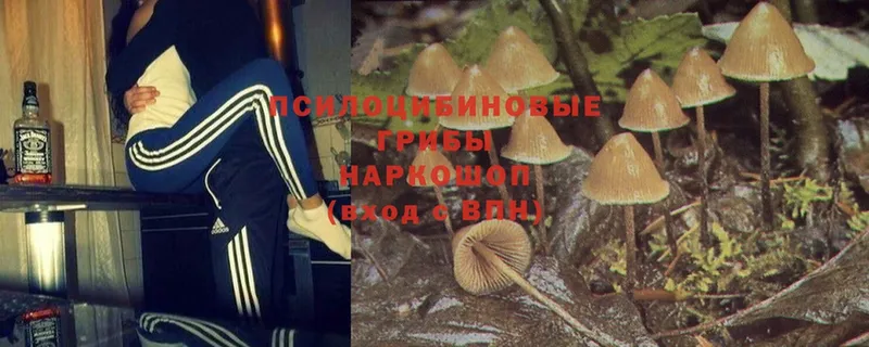 что такое наркотик  Берёзовка  Галлюциногенные грибы Psilocybe 